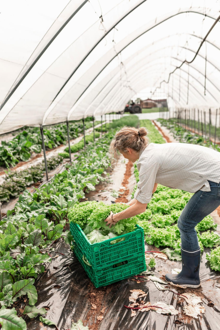 Mitarbeitende von Floratana Organic beim Sortieren der Ernte